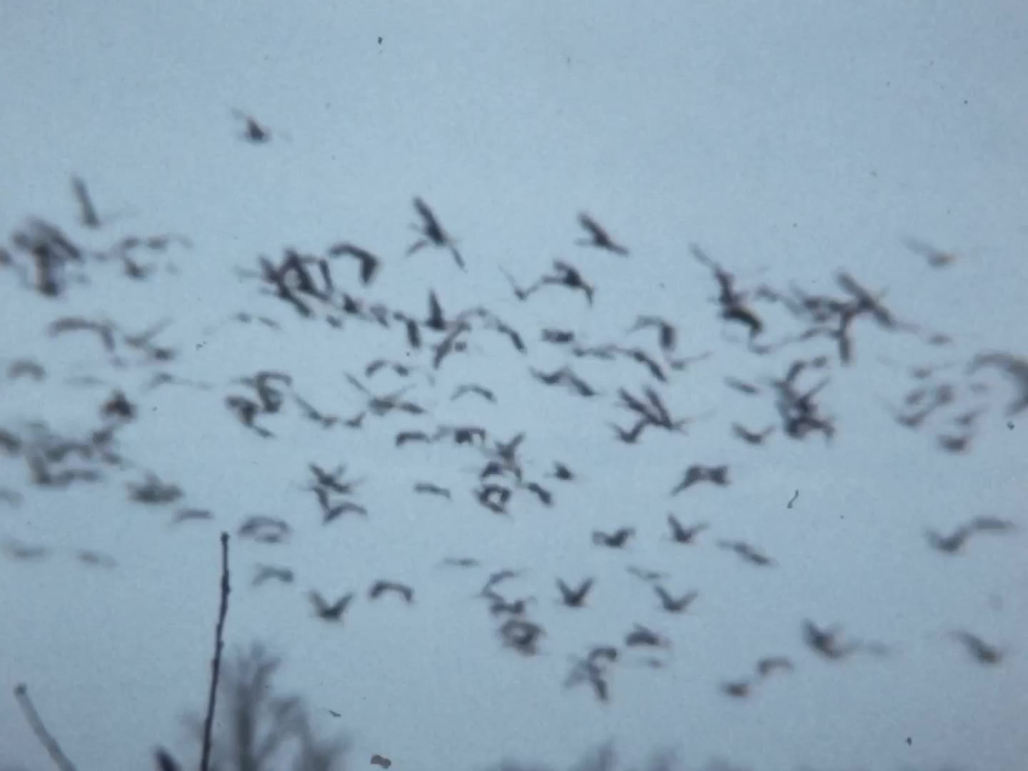 Still from Los cuerpos útiles